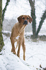 Rhodesian Ridgeback in snow