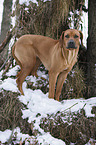 Rhodesian Ridgeback in snow