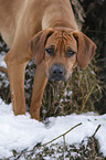 Rhodesian Ridgeback in snow