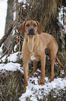 Rhodesian Ridgeback in snow