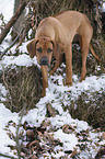 Rhodesian Ridgeback in snow