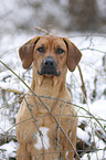 Rhodesian Ridgeback in snow