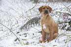 Rhodesian Ridgeback in snow