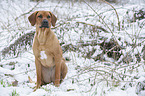 Rhodesian Ridgeback in snow