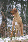 Rhodesian Ridgeback in snow