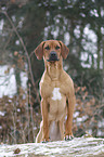 Rhodesian Ridgeback in snow