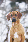 Rhodesian Ridgeback in snow