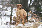 Rhodesian Ridgeback in snow