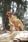 Rhodesian Ridgeback in snow