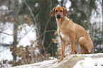 Rhodesian Ridgeback in snow