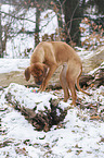 Rhodesian Ridgeback in snow