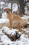 Rhodesian Ridgeback in snow