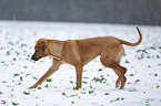 Rhodesian Ridgeback in snow