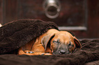 Rhodesian Ridgeback Puppy