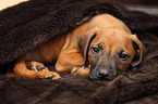 Rhodesian Ridgeback Puppy