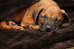 Rhodesian Ridgeback Puppy