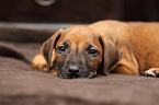 Rhodesian Ridgeback Puppy