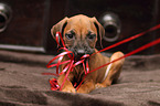 Rhodesian Ridgeback Puppy