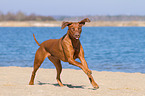 running Rhodesian Ridgeback