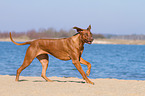 running Rhodesian Ridgeback