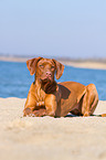 lying Rhodesian Ridgeback