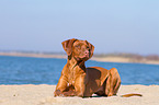 lying Rhodesian Ridgeback