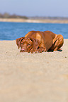 lying Rhodesian Ridgeback