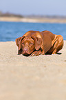 lying Rhodesian Ridgeback