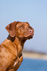 Rhodesian Ridgeback Portrait