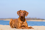 lying Rhodesian Ridgeback