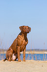 sitting Rhodesian Ridgeback