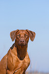 Rhodesian Ridgeback Portrait