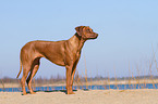 Rhodesian Ridgeback