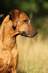 Rhodesian Ridgeback Portrait