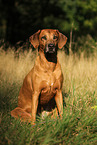 sitting Rhodesian Ridgeback