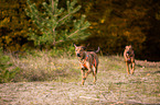 2 Rhodesian Ridgebacks