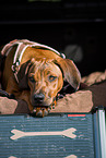 lying Rhodesian Ridgeback