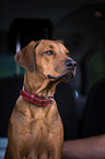 Rhodesian Ridgeback Portrait