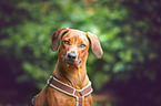 Rhodesian Ridgeback Portrait