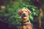 Rhodesian Ridgeback Portrait