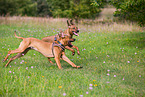 2 Rhodesian Ridgebacks