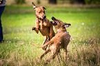 2 Rhodesian Ridgebacks