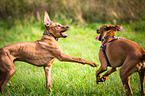 2 Rhodesian Ridgebacks