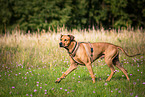 running Rhodesian Ridgeback