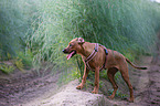 Rhodesian Ridgeback