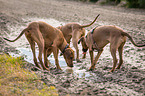 3 Rhodesian Ridgebacks