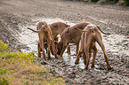 4 Rhodesian Ridgebacks