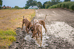 5 Rhodesian Ridgebacks