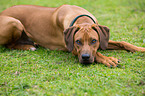 lying Rhodesian Ridgeback