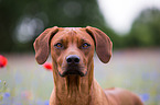 Rhodesian Ridgeback Portrait